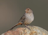 Image. California Towhee