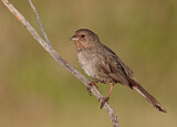 Image. California Towhee