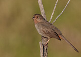 Image. California Towhee