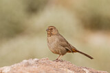 Image. California Towhee