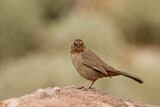 Image. California Towhee