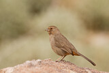 Image. California Towhee