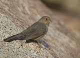 Image. California Towhee