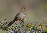 Image. California Towhee