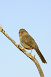 Image. California Towhee