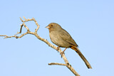 Image. California Towhee