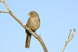 Image. California Towhee