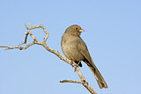Image. California Towhee