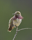 Image. Calliope Hummingbird