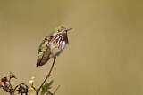 Image. Calliope Hummingbird