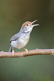 Image. Cambodian Tailorbird