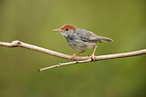 Image. Cambodian Tailorbird