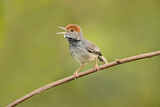 Image. Cambodian Tailorbird