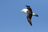 Image. Campbellalbatros