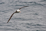 Image. Campbellalbatros