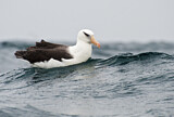 Image. Campbellalbatros