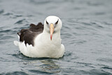 Image. Campbellalbatros