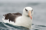 Image. Campbellalbatros