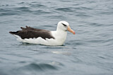 Image. Campbellalbatros