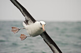 Image. Campbellalbatros