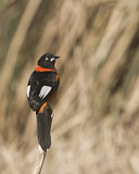 Image. Campo Troupial