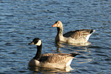 Image. Canada Goose & Greylag Goose