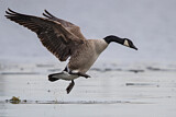 Image. Canada Goose