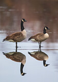 Image. Canada Goose