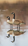 Image. Canada Goose