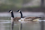 Image. Canada Goose