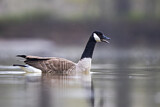Image. Canada Goose