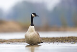 Image. Canada Goose