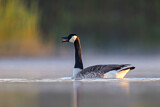 Image. Canada Goose