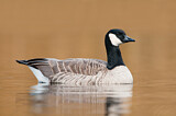 Image. Canada Goose