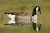 Image. Canada Goose