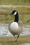 Image. Canada Goose