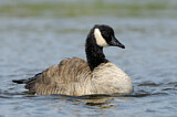 Image. Canada Goose