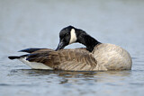 Image. Canada Goose