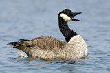 Image. Canada Goose