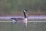 Image. Canada Goose