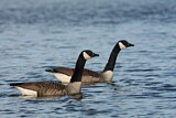 Image. Canada Goose