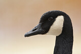 Image. Canada Goose