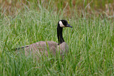 Image. Canada Goose