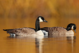 Image. Canada Goose