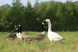 Image. Canada Goose