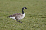 Image. Canada Goose