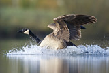 Image. Canada Goose