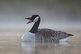 Image. Canada Goose