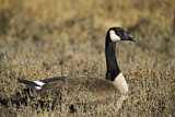 Image. Canada Goose