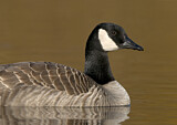 Image. Canada Goose